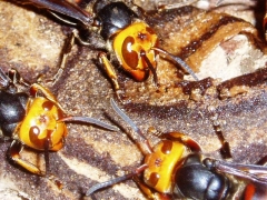 巣作り進行中のコガタスズメバチ