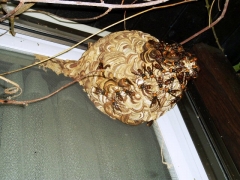 網戸に巣作り中のコガタスズメバチ