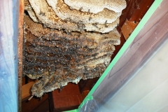軒天井の中のミツバチ