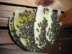 巣作りを始めたニホンミツバチ