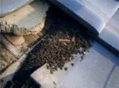 瓦の下も一旦侵入し始めると多くのコウモリが生息し、糞の堆積も大量に