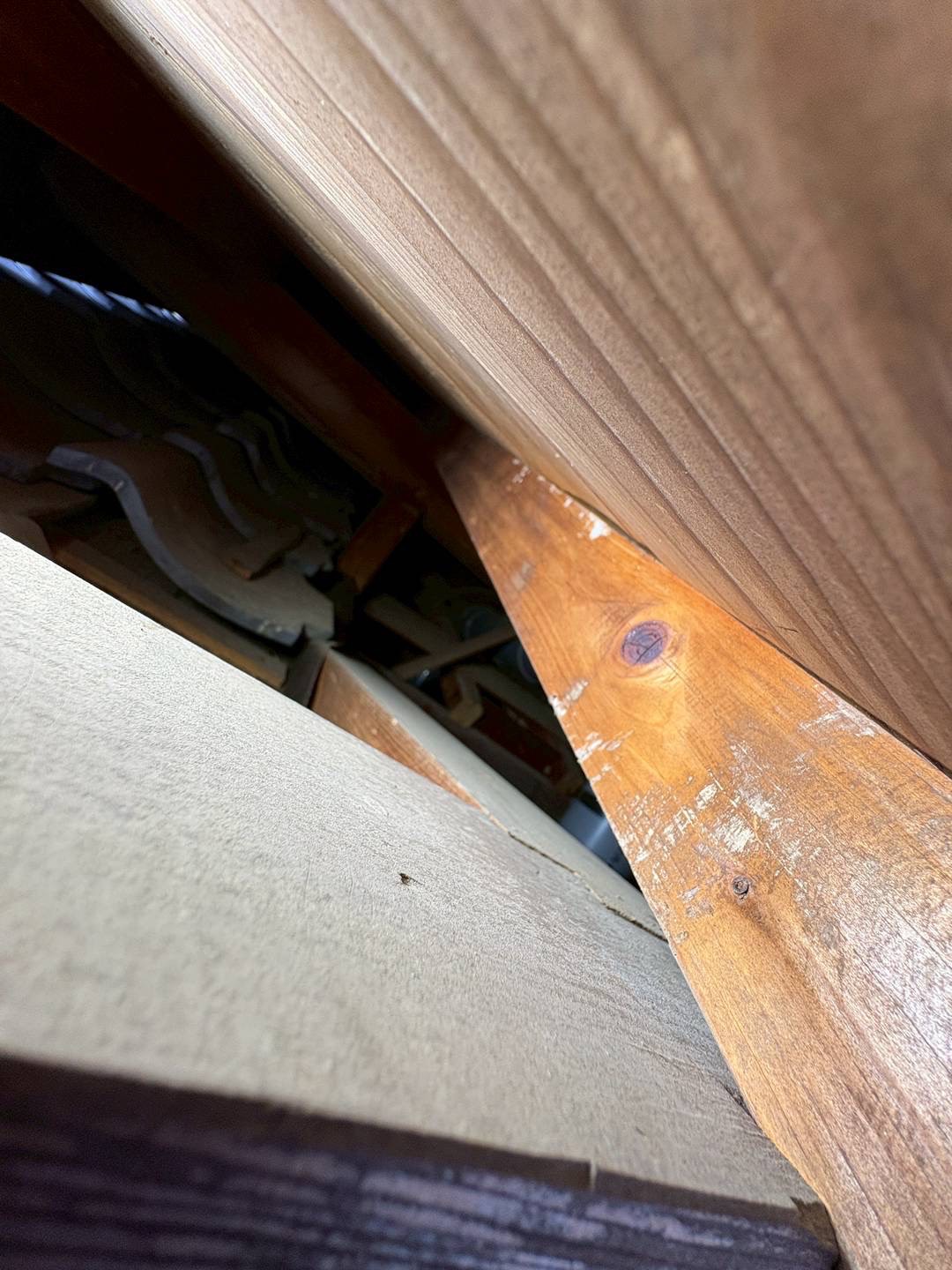 2026/01/14 地元にてネズミとコウモリ対策！コウモリはパネル工法での対策！