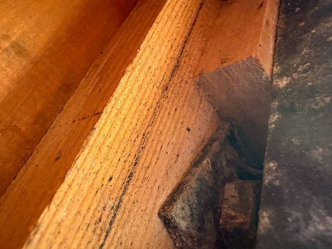 2026/02/02 地元にてコウモリ対策！真冬の時期のコウモリ調査！