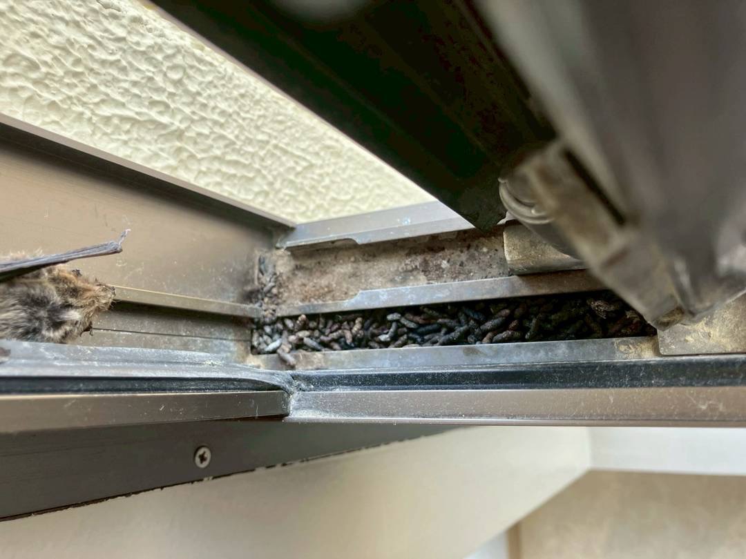 2026/03/05 地元にてコウモリ調査！窓のパッキング隙間にコウモリが！