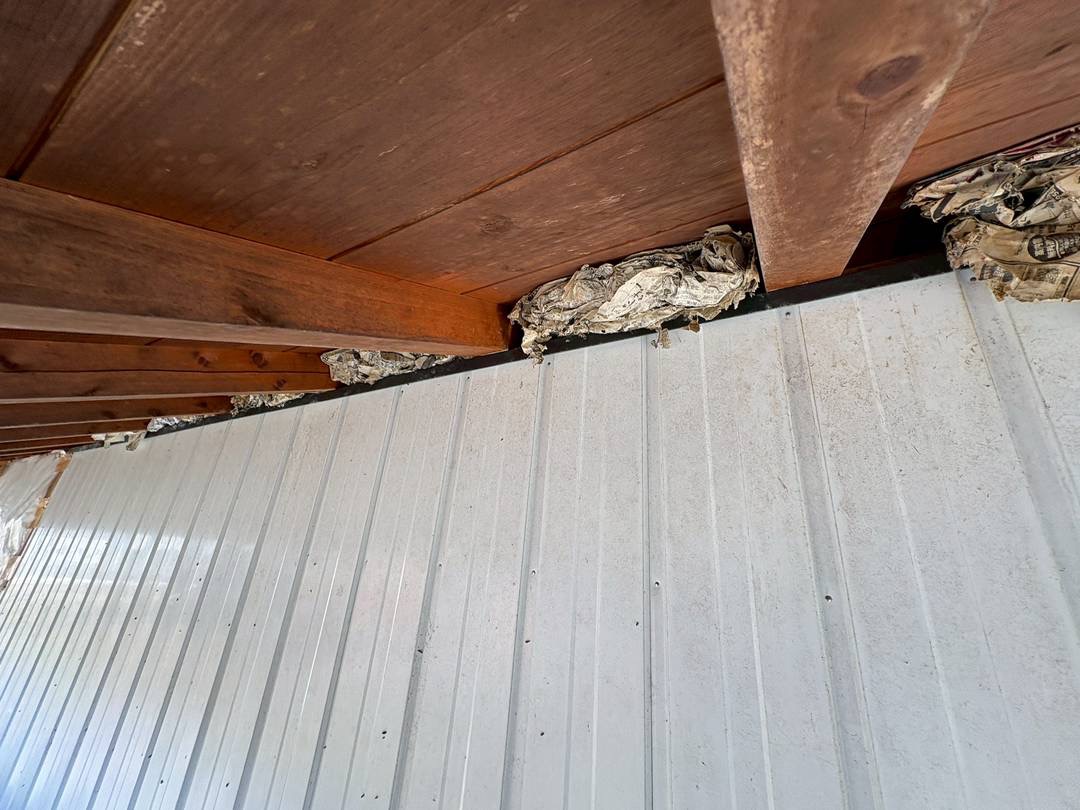 2026/03/09 地元にてコウモリ調査！田園の広がる田舎の住宅地でコウモリ対策！