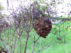 公園の植え込みに巣作りしたコガタスズメバチ