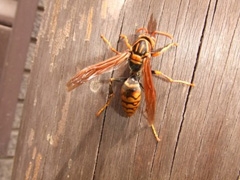 玄関先で見つけたアシナガバチ