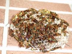 外壁に巣作りしたアシナガバチ