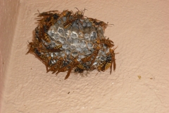 出窓の横に巣作りしたアシナガバチ