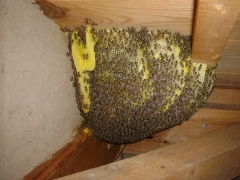 作り始めたミツバチの巣