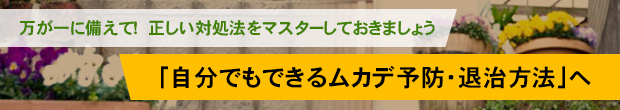 万が一に備えて！　正しい対処法をマスターしておきましょう 「自分でもできるムカデ予防・退治方法」へ